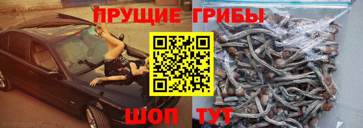 Псилоцибиновые грибы Psilocybe  Вход с VPN  Дербент 
